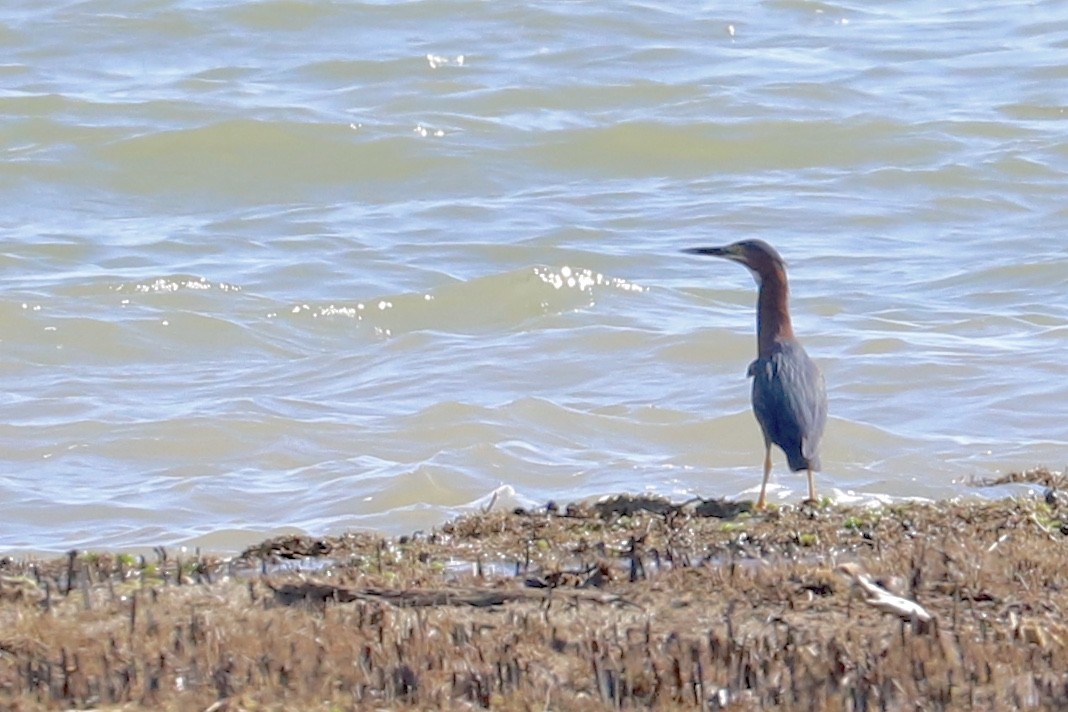 Green Heron - ML456503471