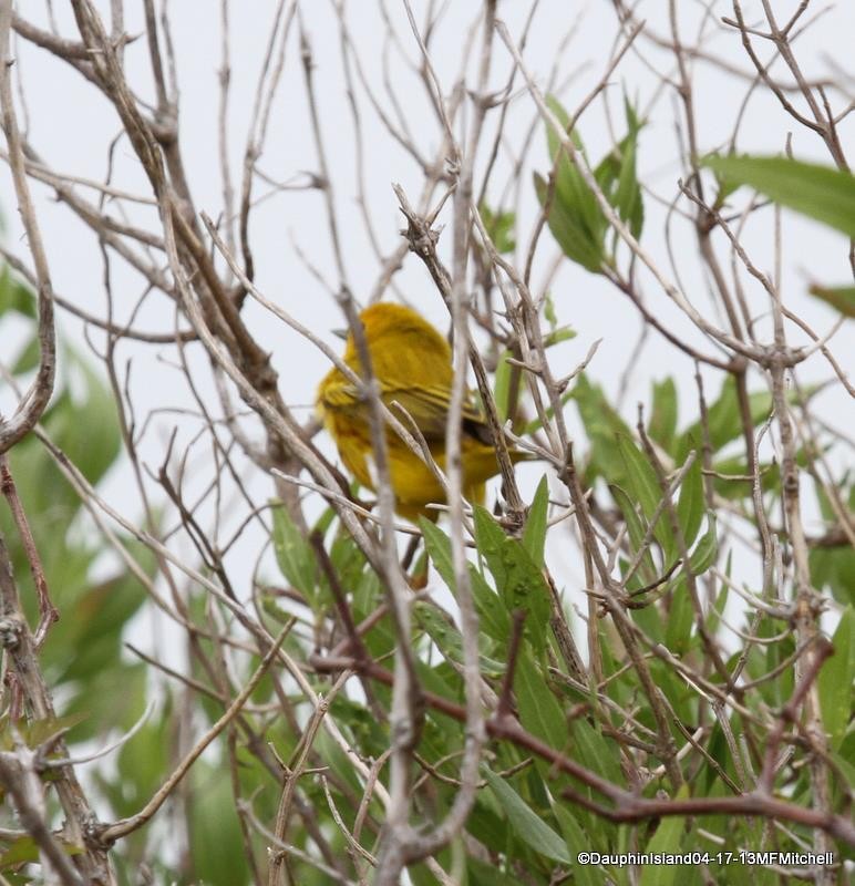 Yellow Warbler - ML45650351