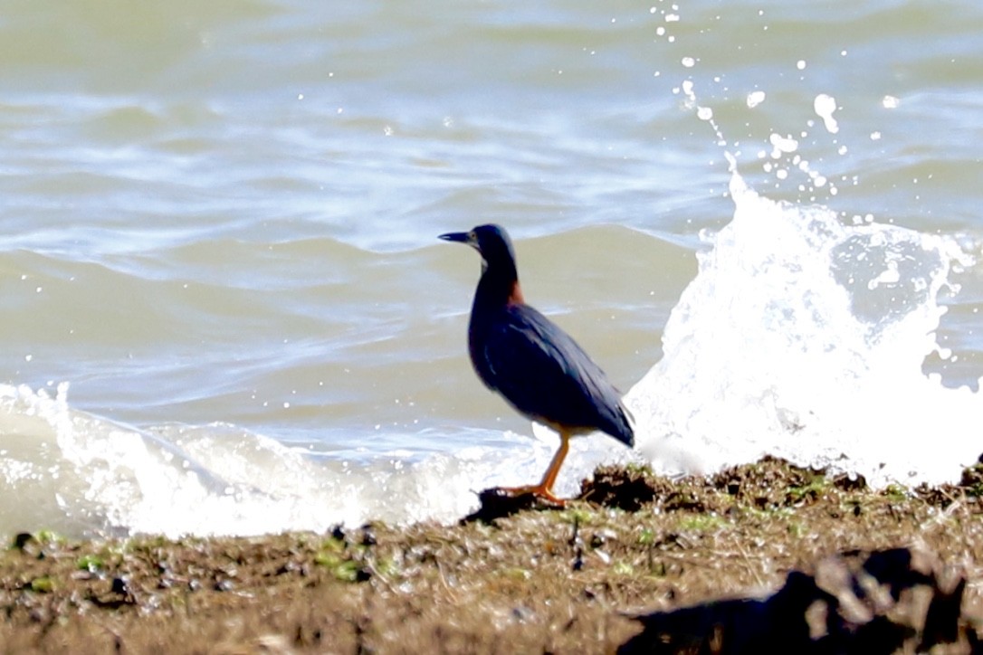 Green Heron - JoAnn Dalley