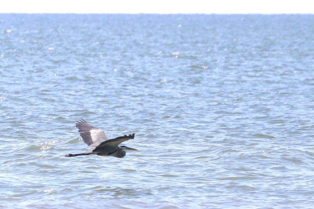 Great Blue Heron - ML456505251