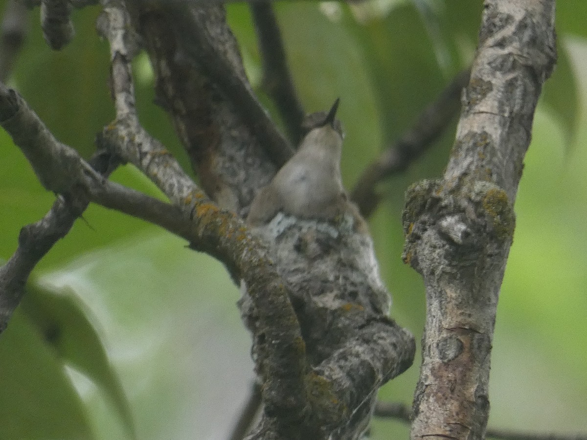 Colibrí Gorjinegro - ML456505311