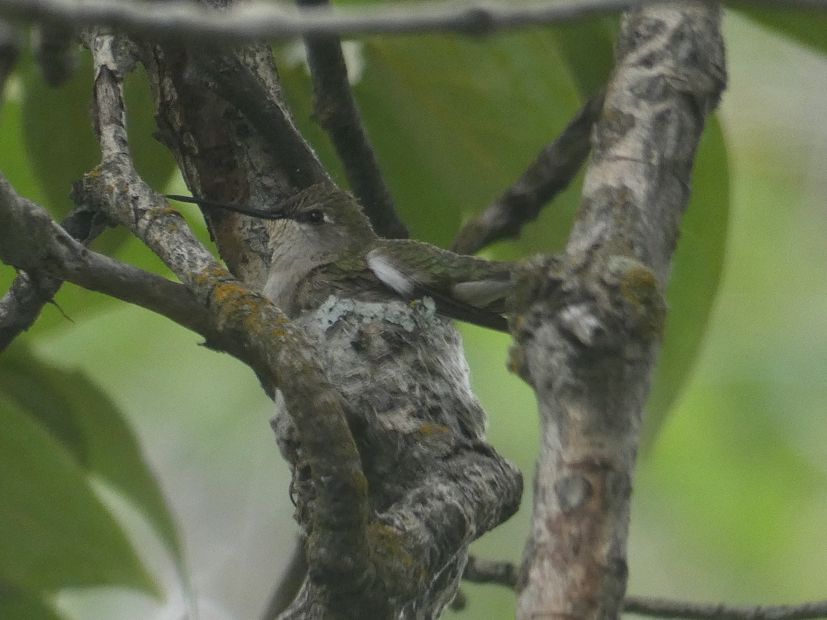 Black-chinned Hummingbird - ML456505351