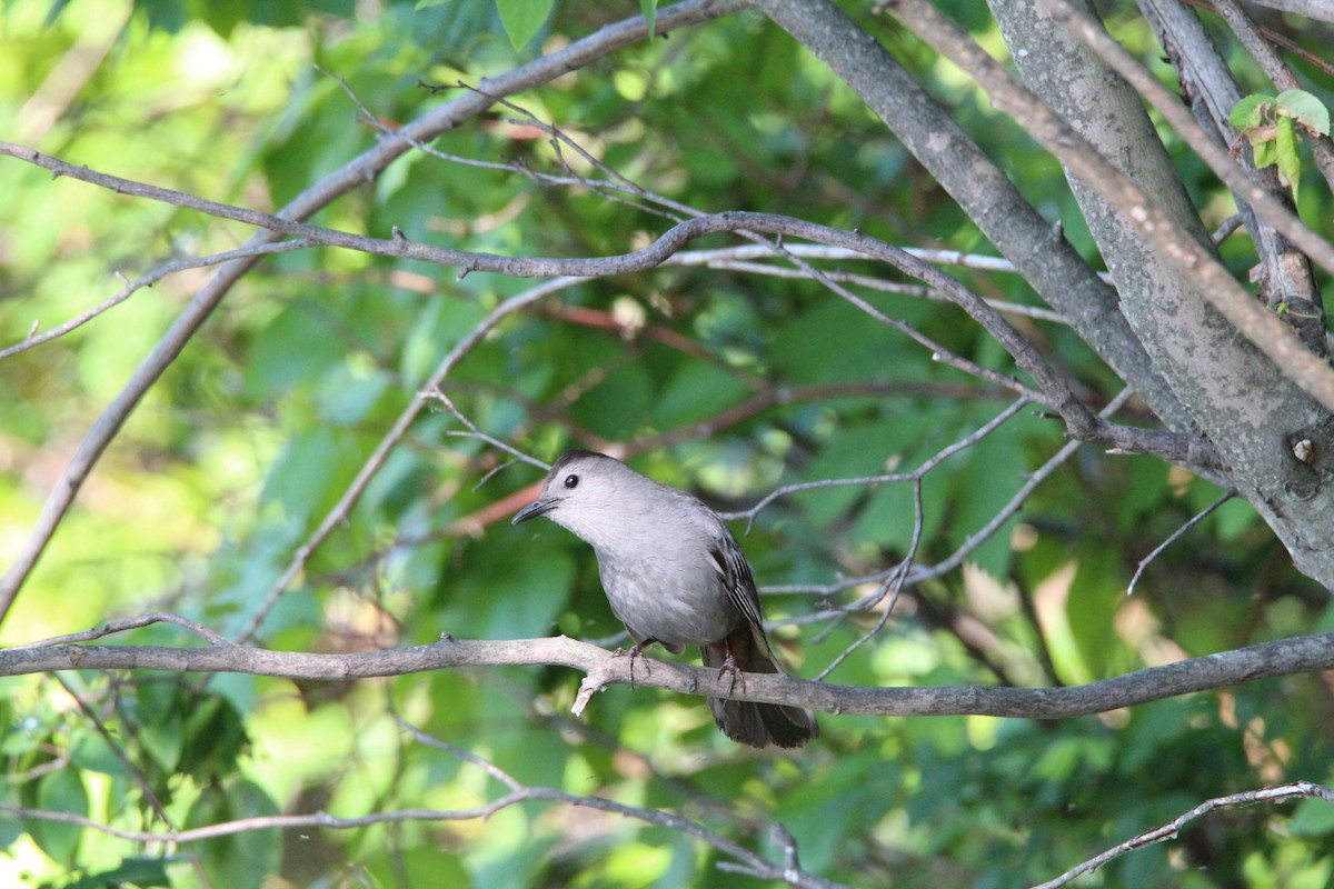 Gray Catbird - ML456506961