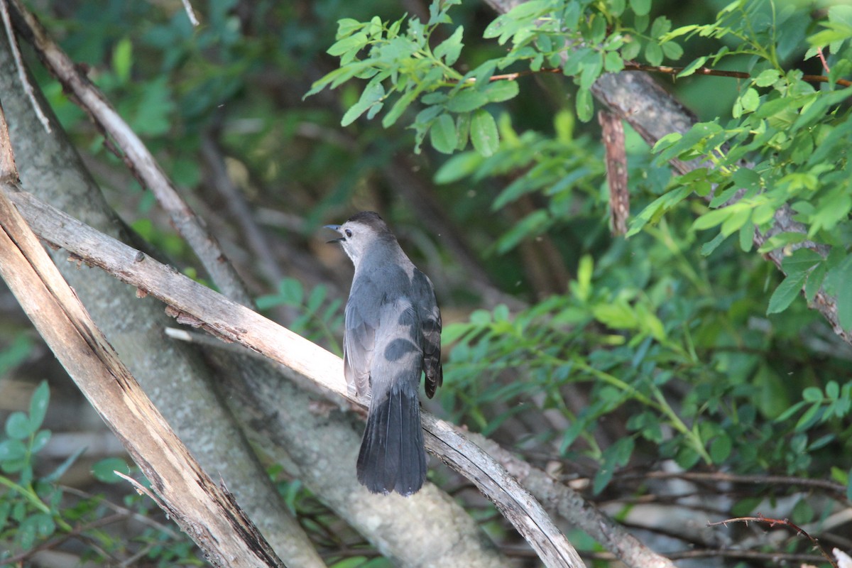 Gray Catbird - ML456506971