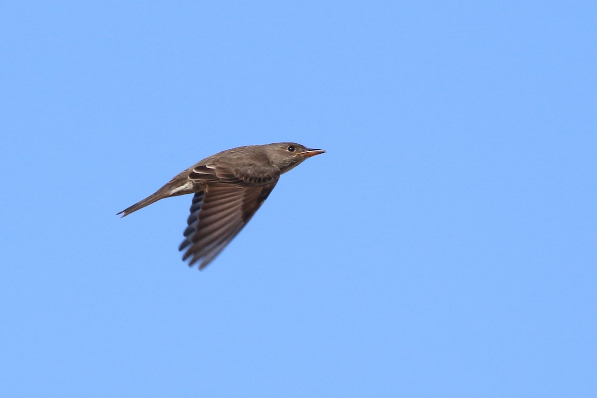 Olive-sided Flycatcher - ML456507081