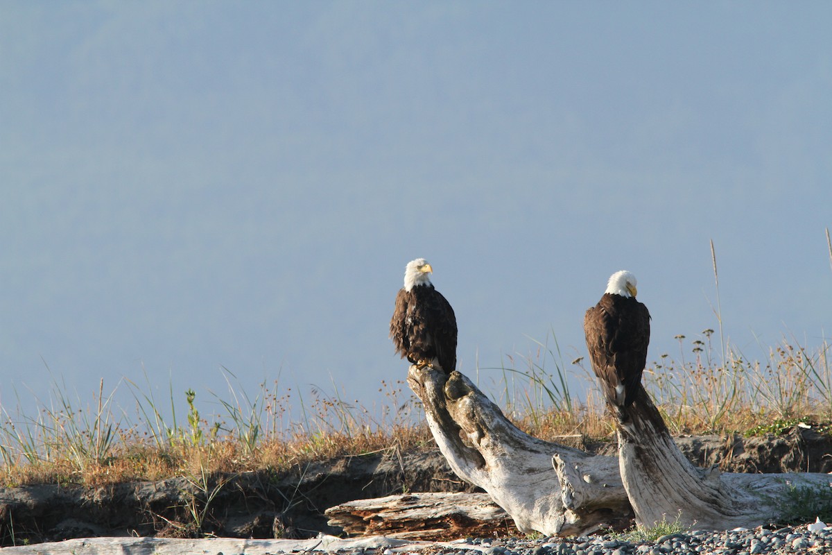 Weißkopf-Seeadler - ML45650871