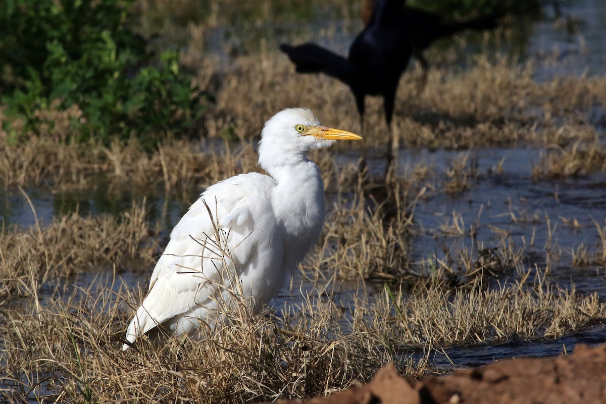 Western Cattle Egret - ML45650941