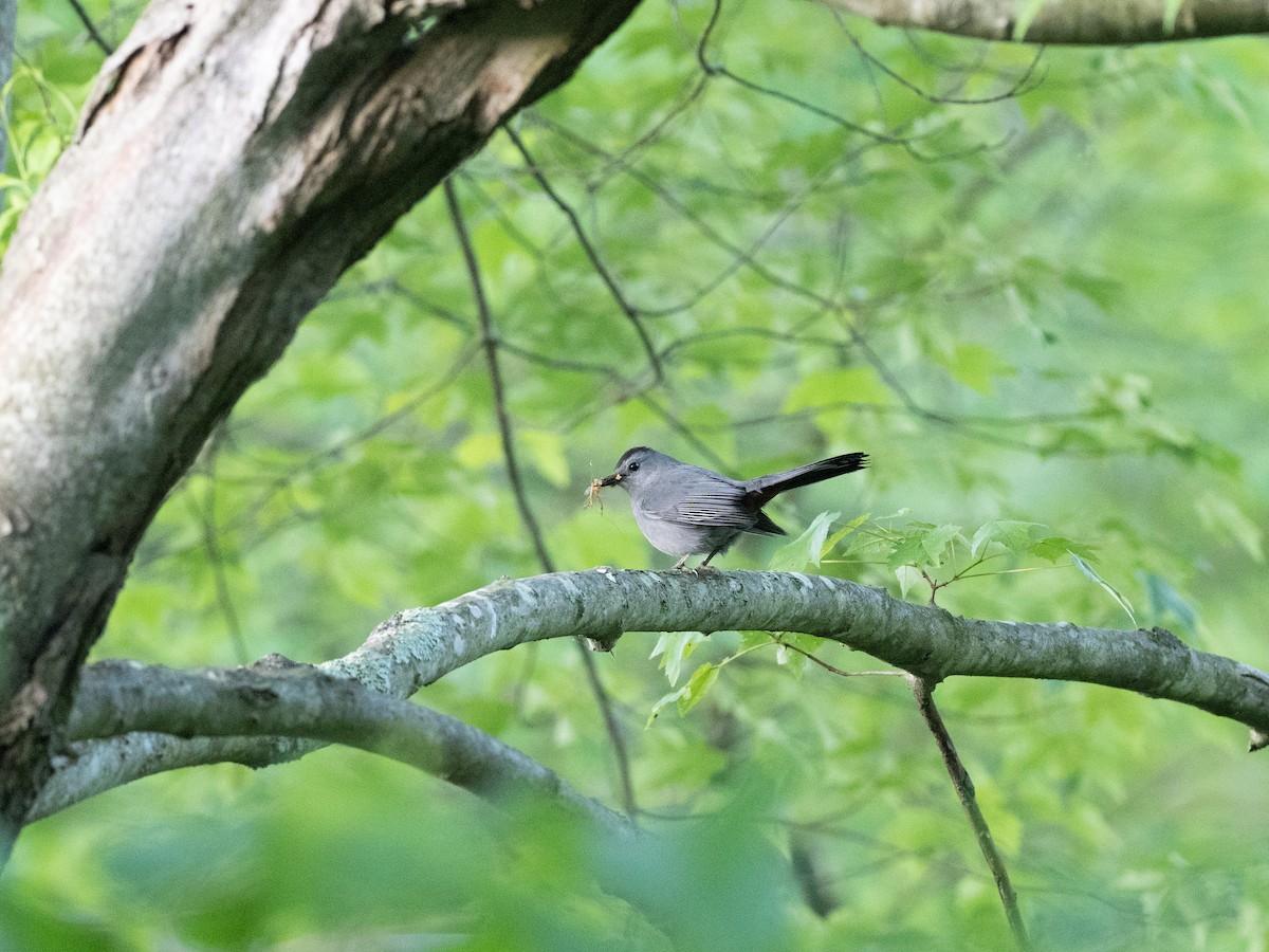 Gray Catbird - ML456509411