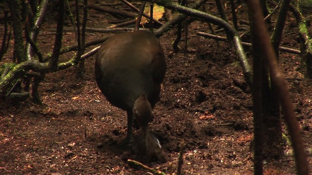 Molukken-Großfußhuhn [freycinet-Gruppe] - ML456510