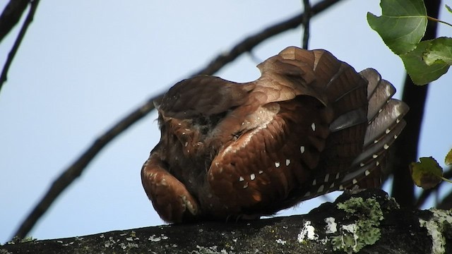 Oilbird - ML456510251