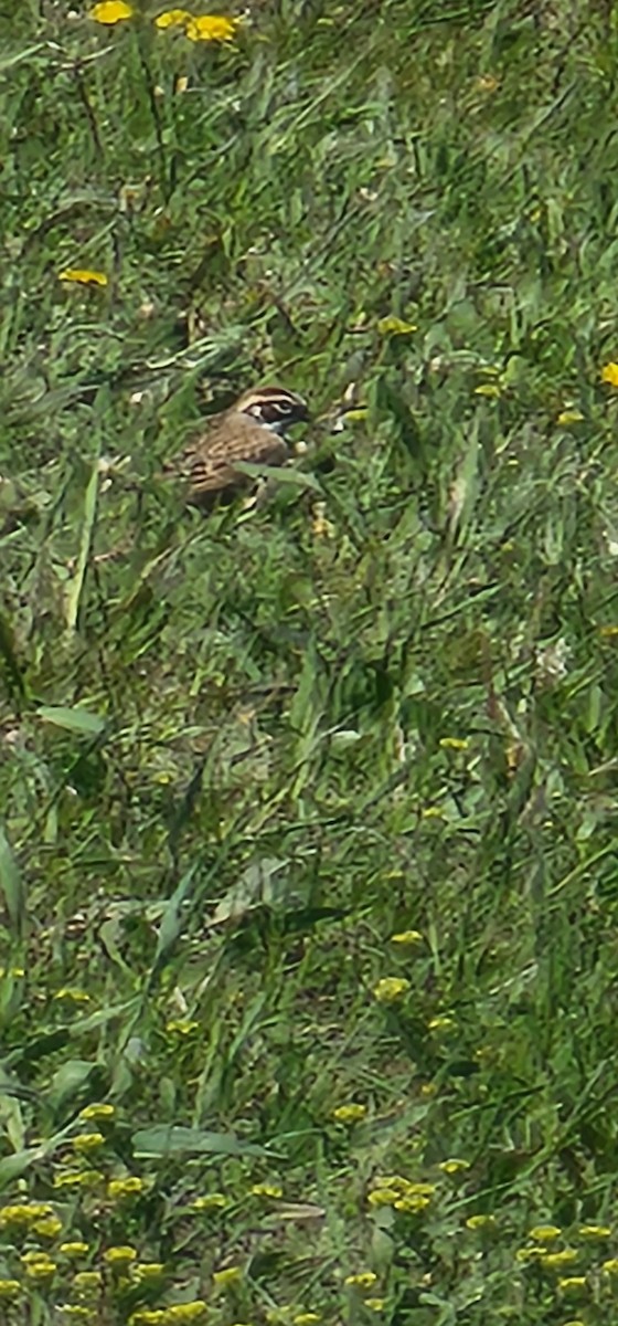 Lark Sparrow - ML456510281