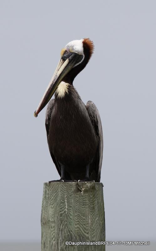 Brown Pelican - ML45651041