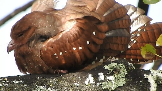 Oilbird - ML456510491