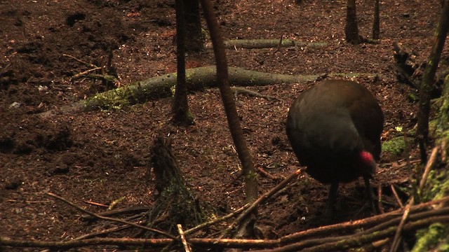 Mégapode de Freycinet (groupe freycinet) - ML456511