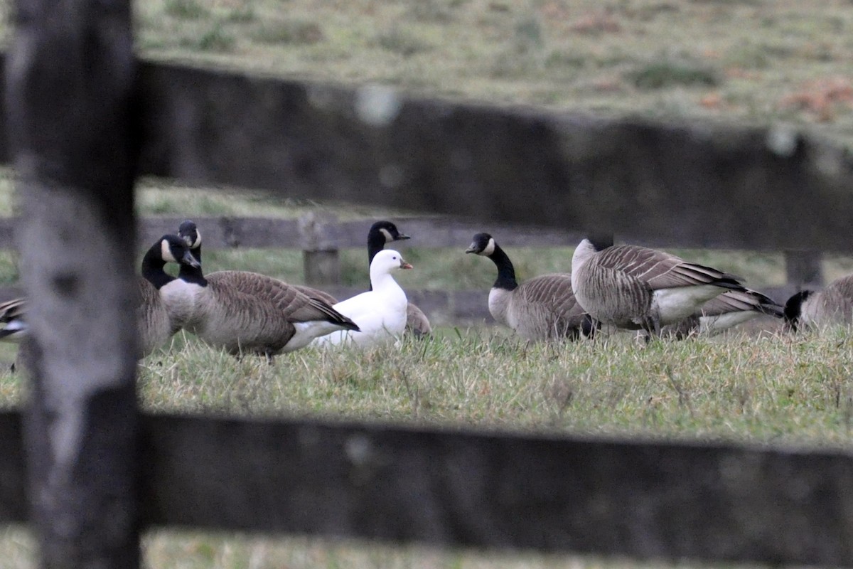 Ross's Goose - ML456511471