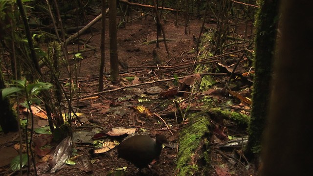 Dusky Megapode (Dusky) - ML456512