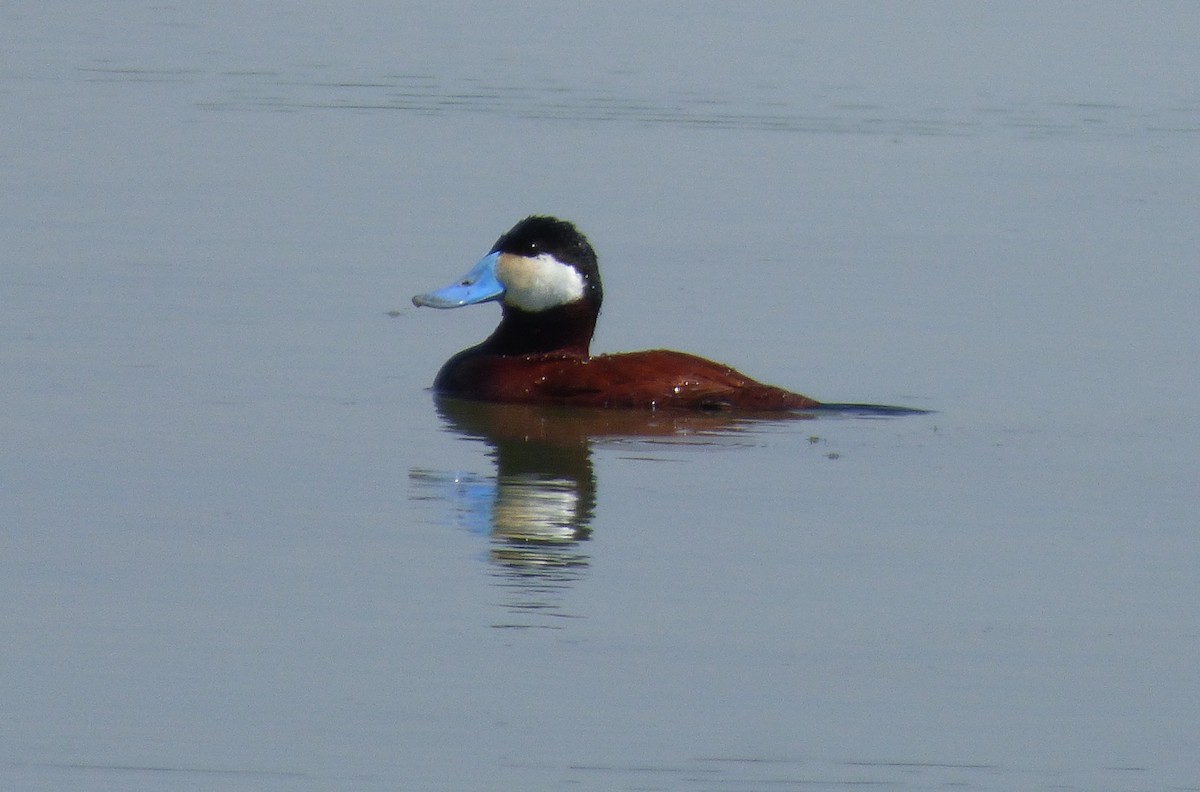 Ruddy Duck - ML456512001