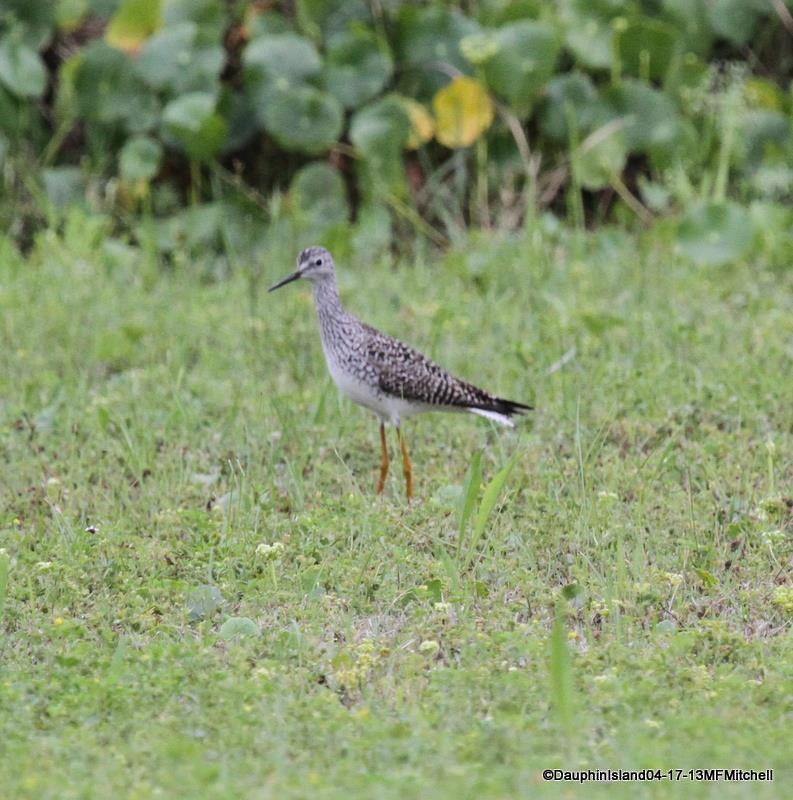 Lesser Yellowlegs - ML45651311