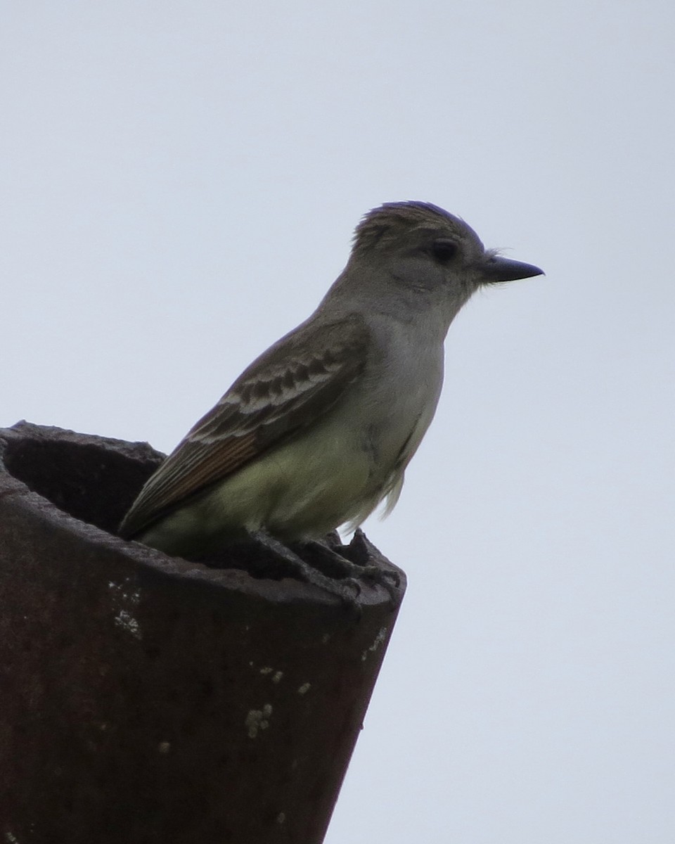 Ash-throated Flycatcher - ML456514551