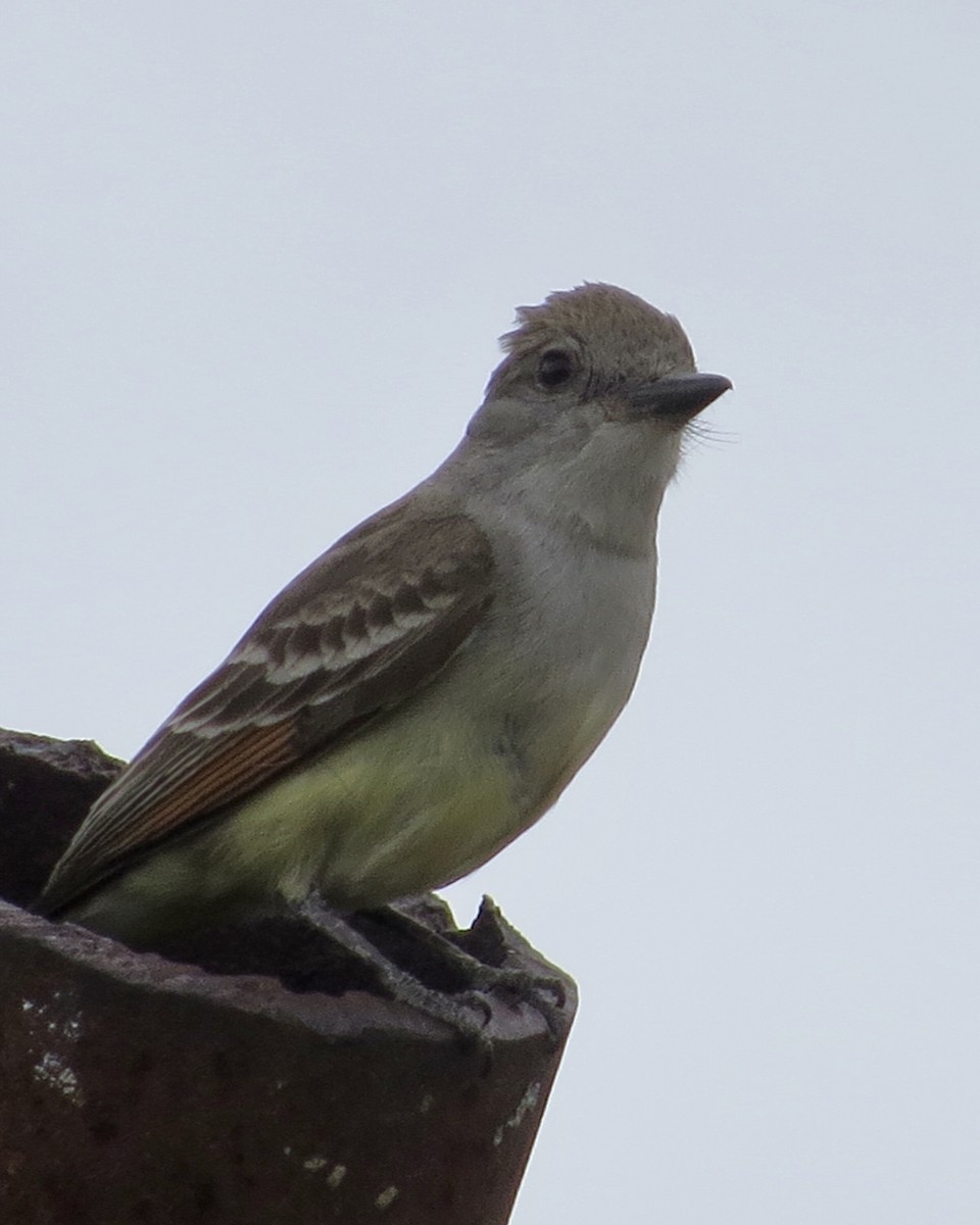 Ash-throated Flycatcher - ML456514561