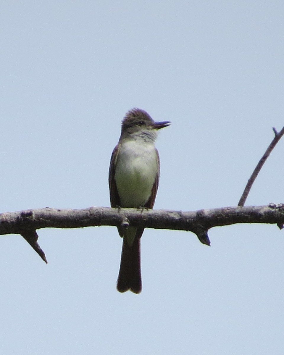 Ash-throated Flycatcher - ML456514571