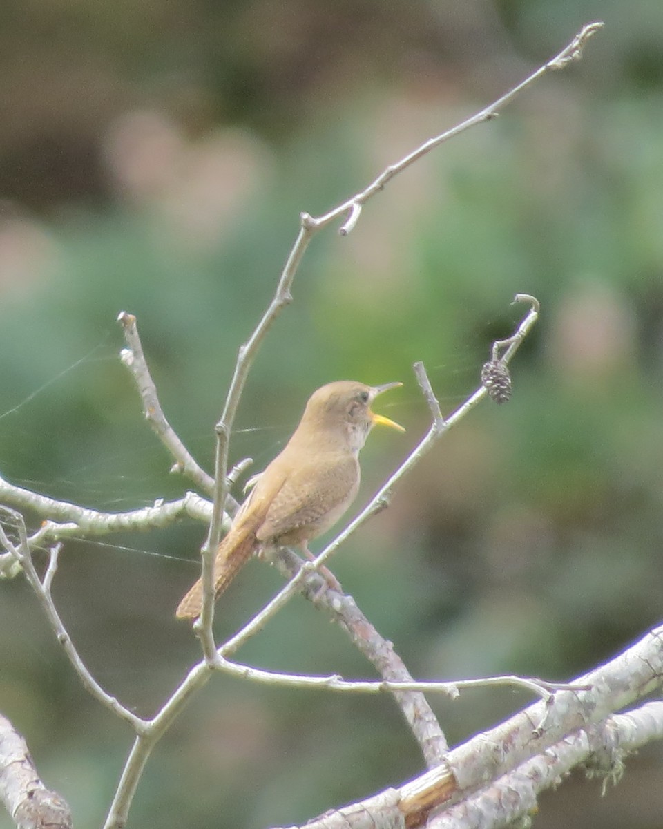 House Wren - ML456514831