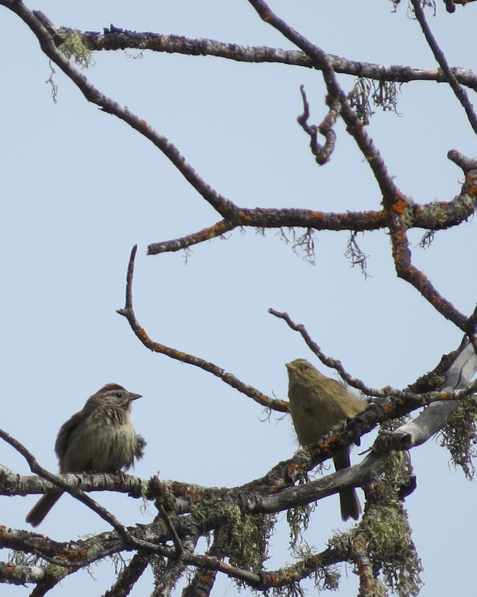 Rufous-crowned Sparrow - ML456515211