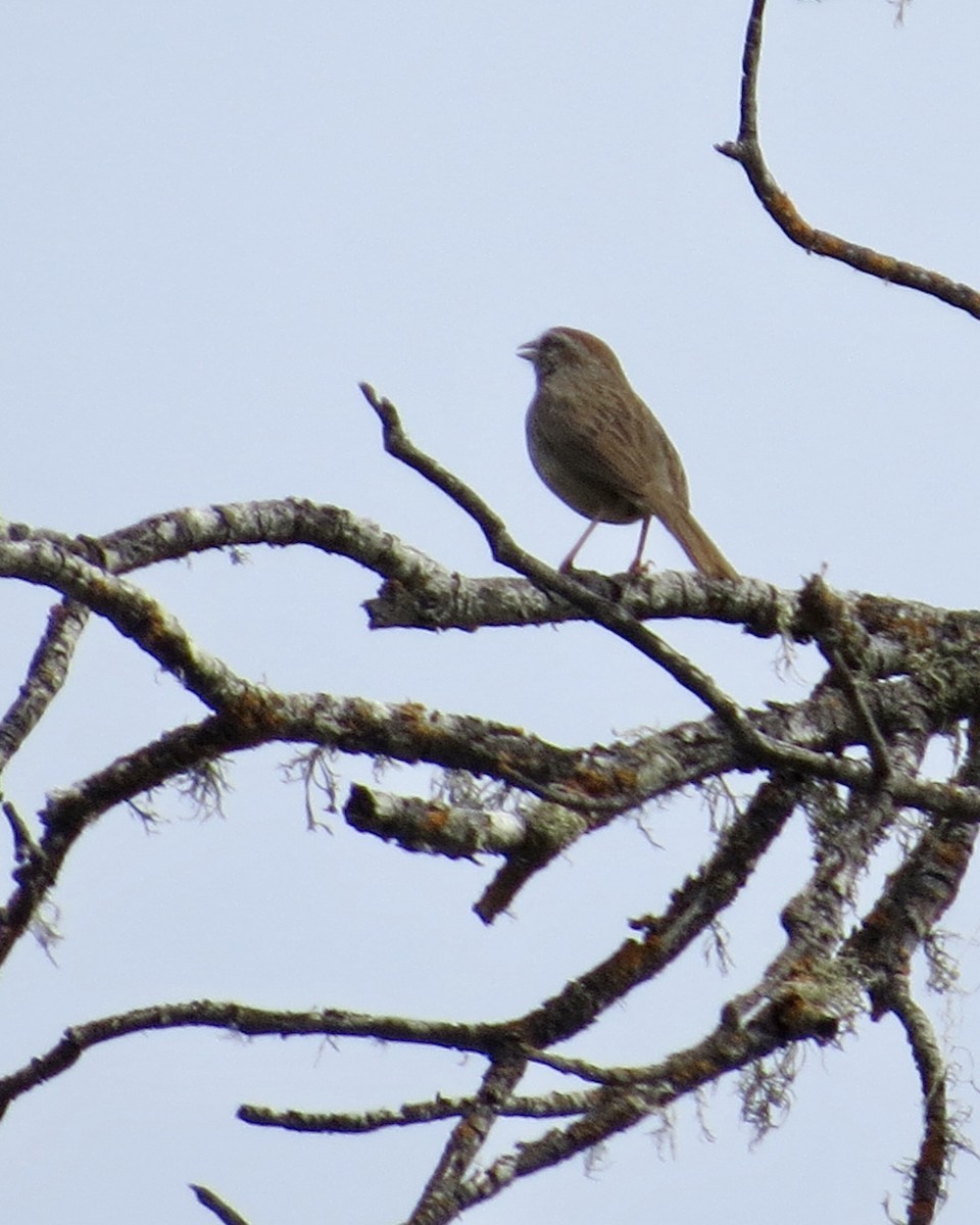 Rufous-crowned Sparrow - ML456515221