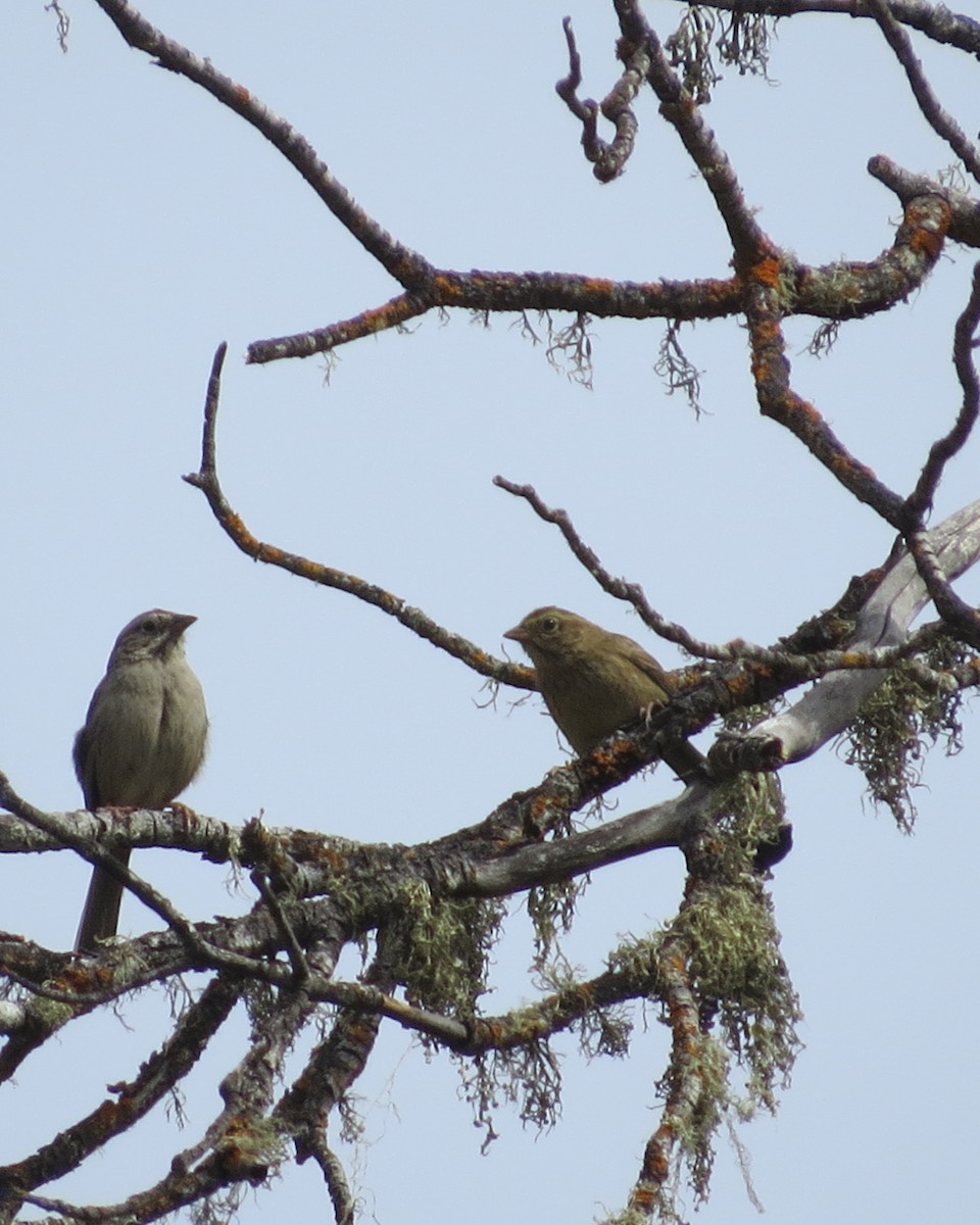 Rufous-crowned Sparrow - ML456515231