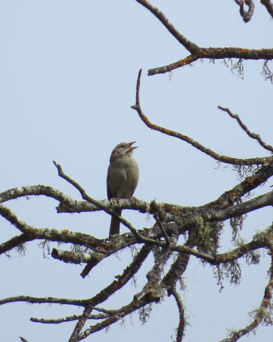 Rufous-crowned Sparrow - ML456515241