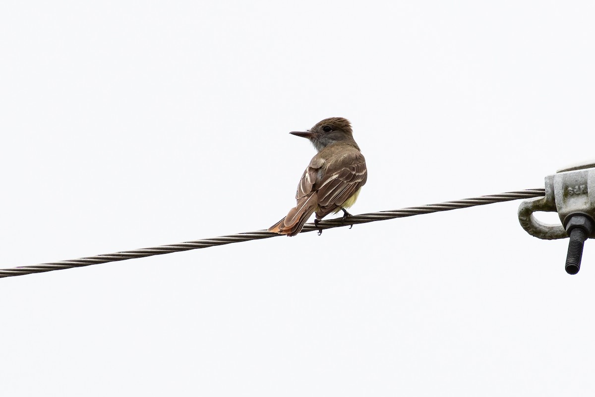 Great Crested Flycatcher - ML456515341