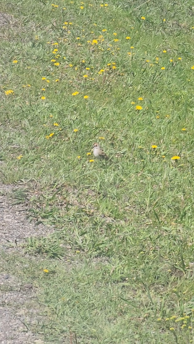 Lark Sparrow - ML456515371