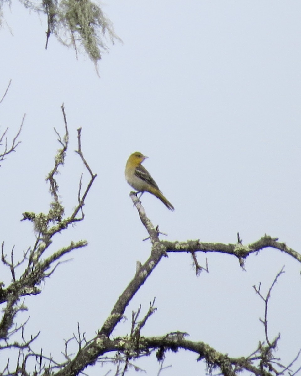 Bullock's Oriole - ML456515531