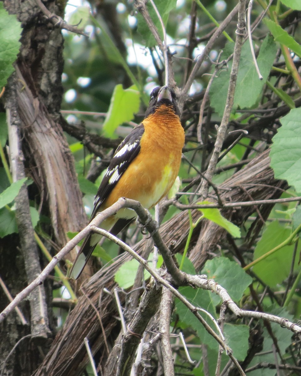 Black-headed Grosbeak - ML456515751