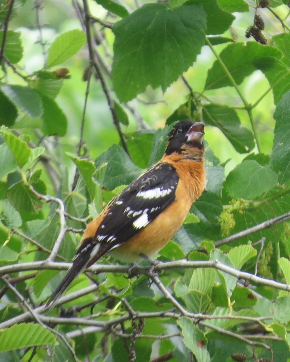 Black-headed Grosbeak - ML456515761