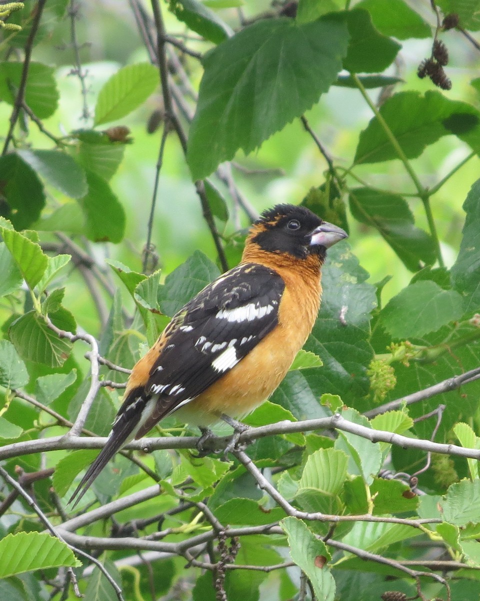 Black-headed Grosbeak - ML456515781