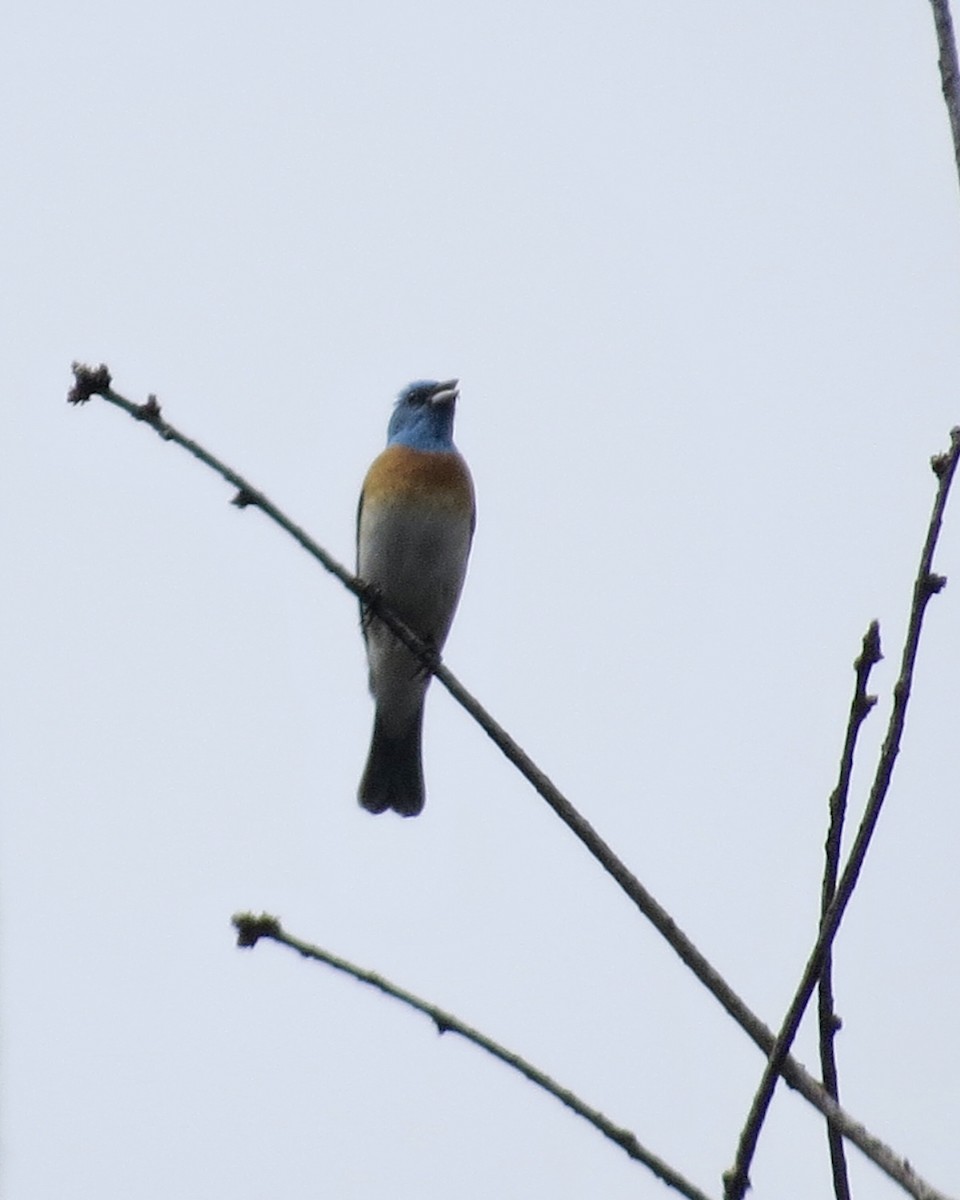 Lazuli Bunting - Mookie Fudemberg