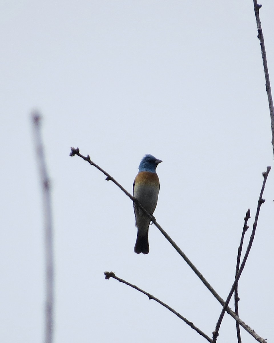 Lazuli Bunting - ML456516001