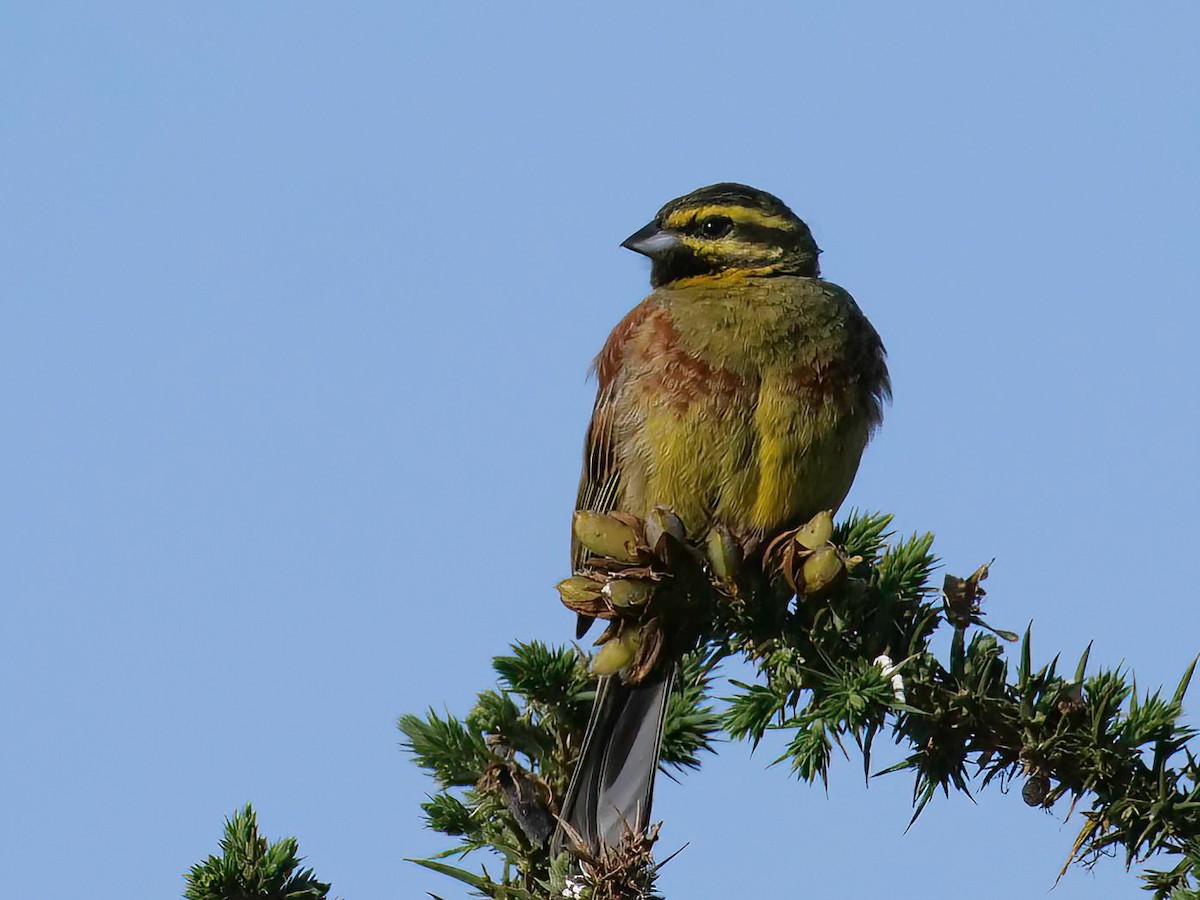 Cirl Bunting - ML456516551