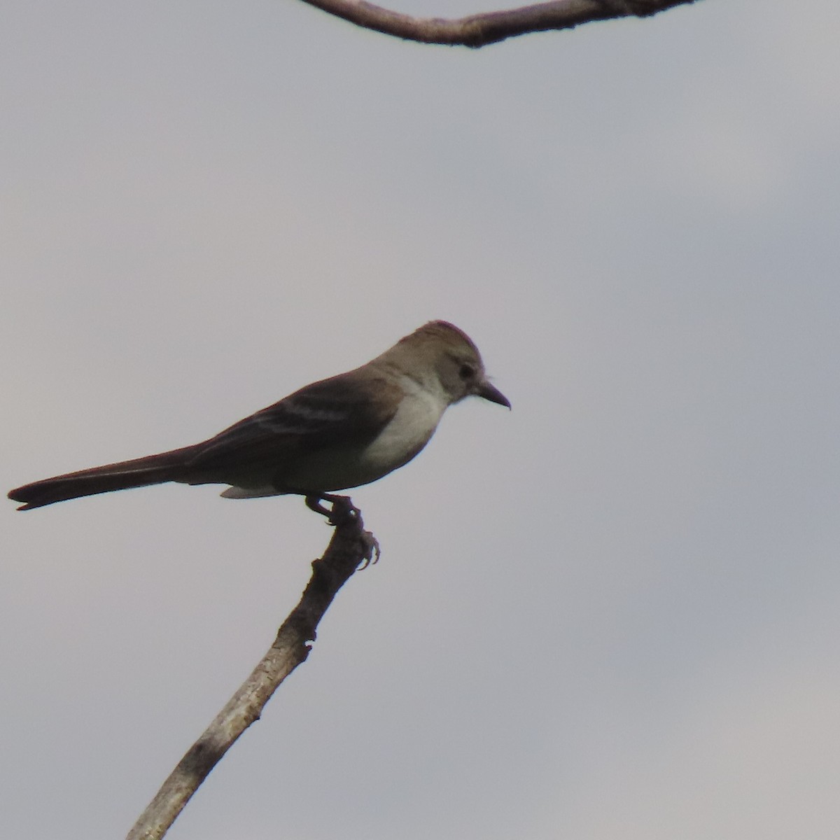 Ash-throated Flycatcher - ML456516941