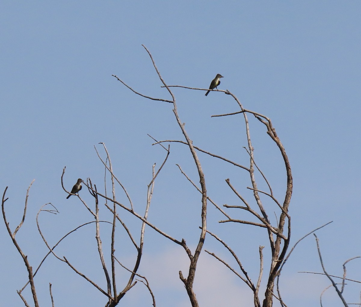 Ash-throated Flycatcher - ML456516951