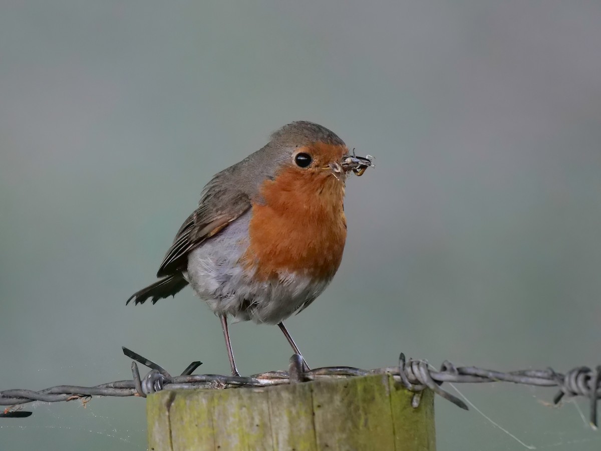 European Robin - ML456517421