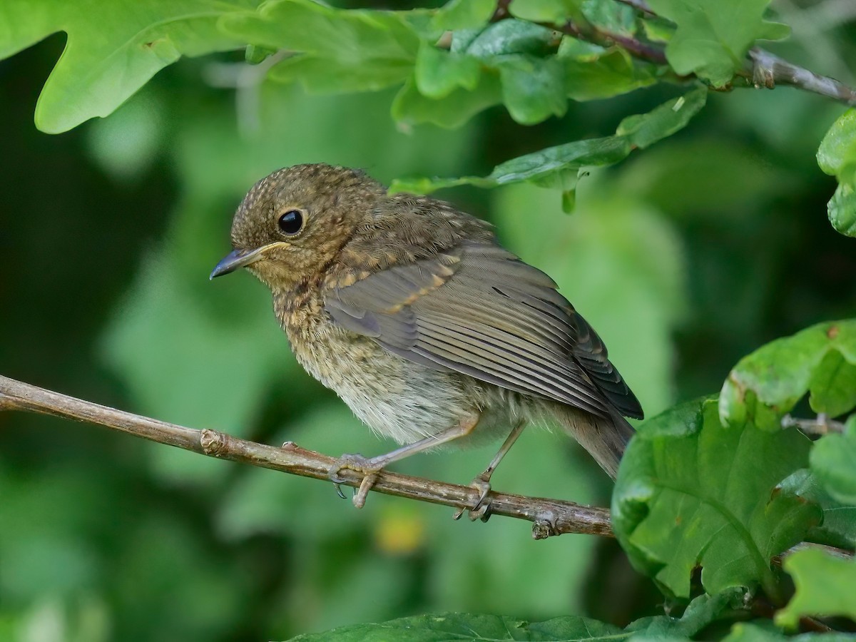 European Robin - ML456517451