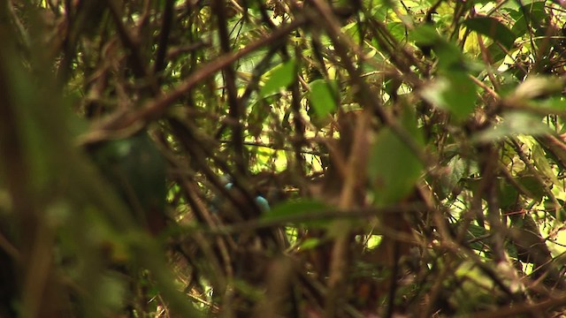 Blue Bird-of-Paradise - ML456518