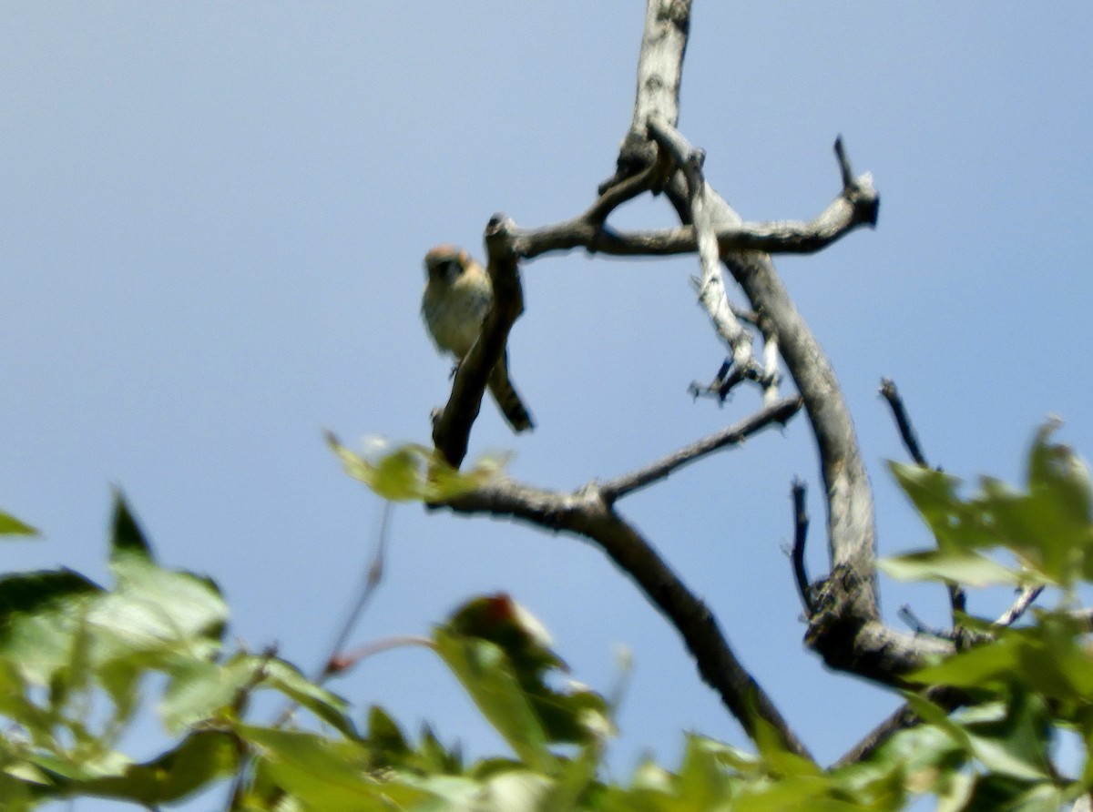 American Kestrel - ML456518401