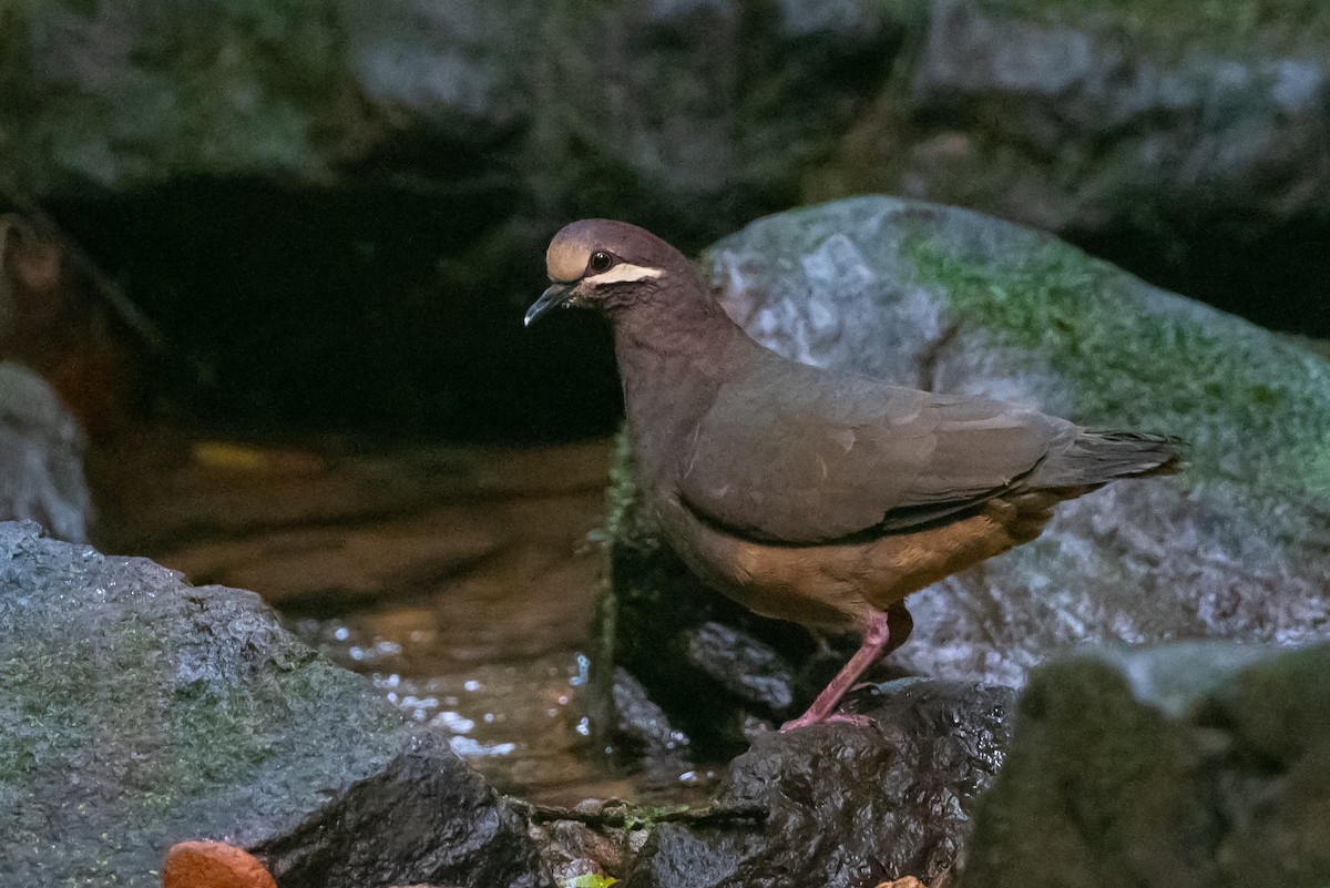 Olive-backed Quail-Dove - ML456518701