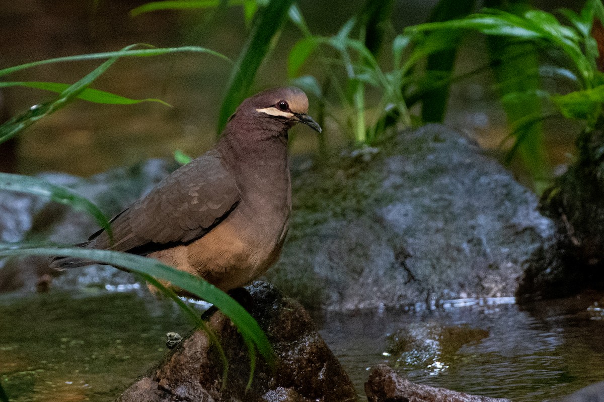 Olive-backed Quail-Dove - ML456518731