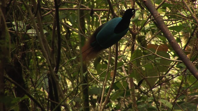 Blue Bird-of-Paradise - ML456519