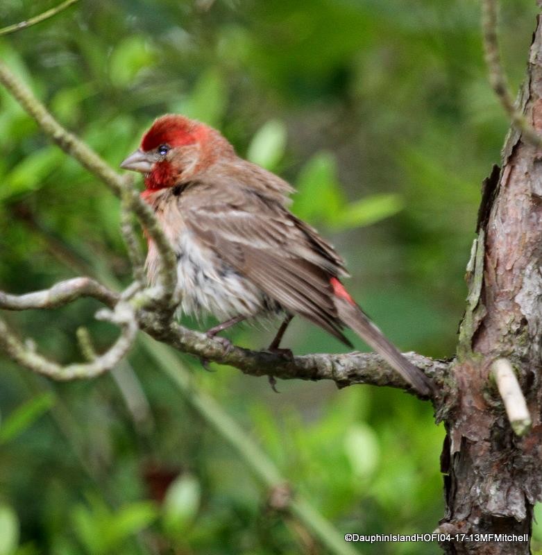 House Finch - ML45651941