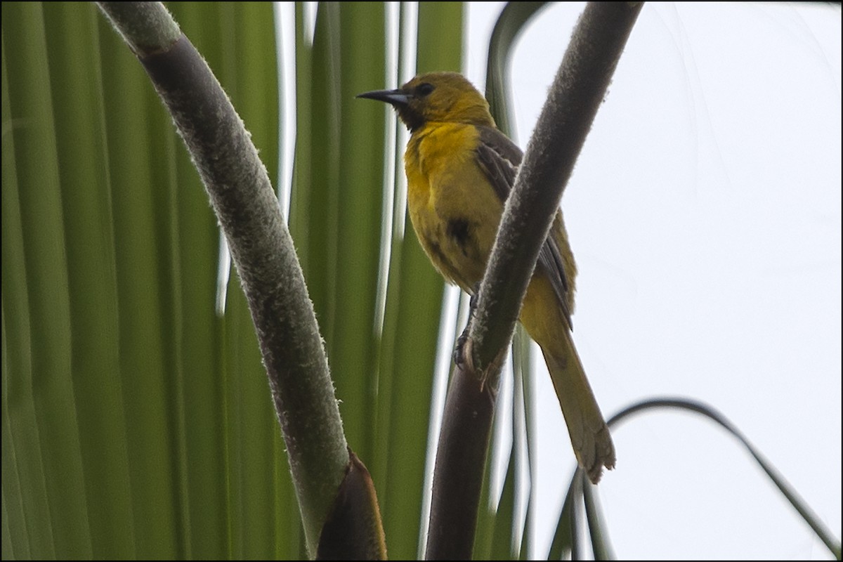 Hooded Oriole - ML456519921